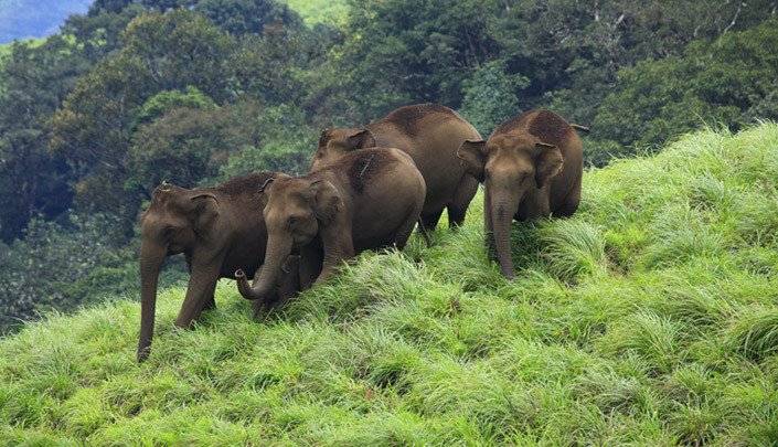 Chimmony Wildlife Sanctuary Mukundapuram Thrissur