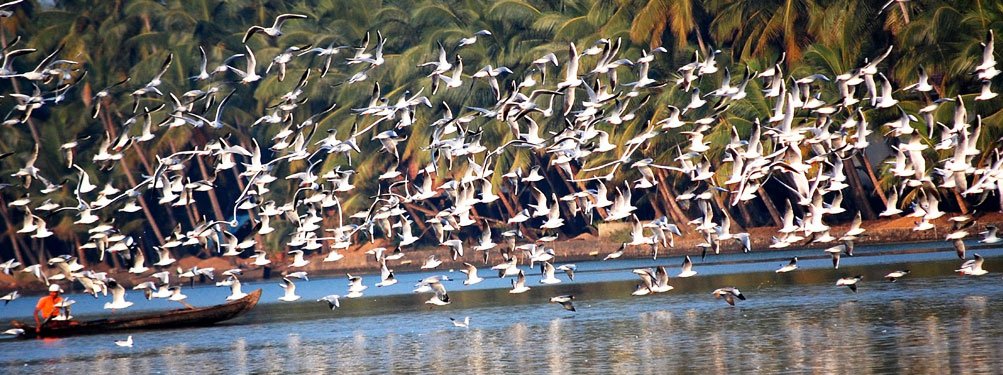 The Kadalundi Bird Sanctuary Kadalundi Malappuram