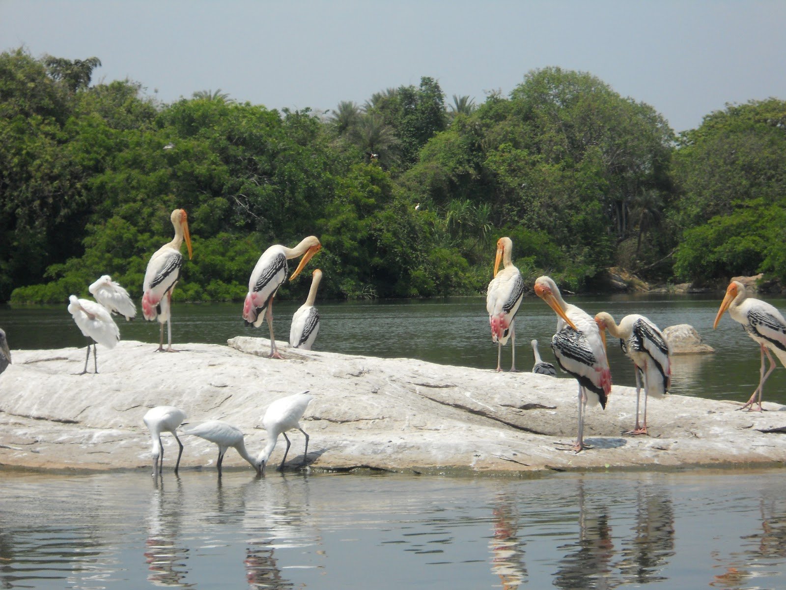 Kumarakom Bird Sanctuary Kumarakom Kottayam