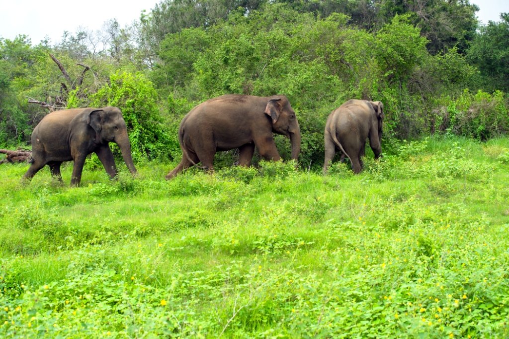 Parappa Wildlife Sanctuary Kanhangad range of Chervathur city Kasaragod