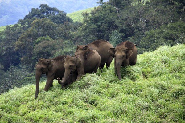 Aralam Wildlife Sanctuary Aralam, Thalassery Kannur