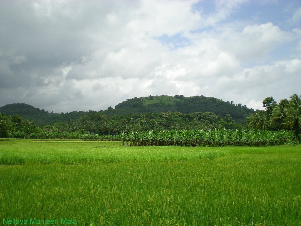 Nellaya Grama Panchayath Nellaya Palakkad