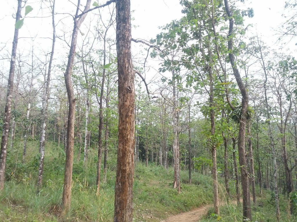 Koruthodu Grama Panchayath Koruthodu Kottayam