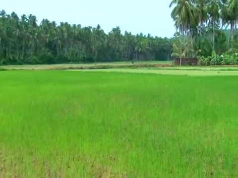 Thennala Grama Panchayath Image